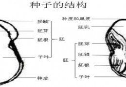 观察生物结构ppt,生物观察种子的结构实验